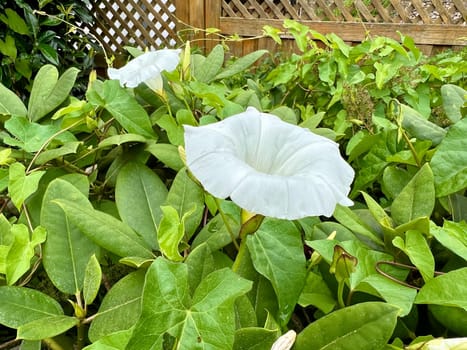 Hedge bindweed, Convolvulus pulcher, is a climbing plant with white flowers that likes to overgrow all other plants.