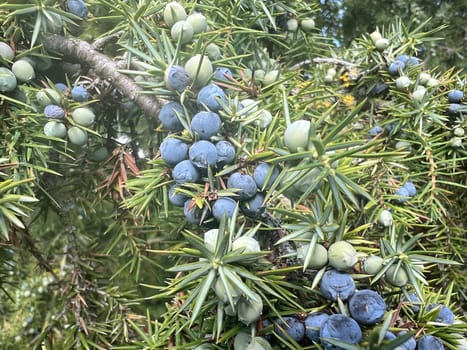 Juniper, Juniperis communis, is a shrub with blue fruits that is used as a medicinal plant and as a spice