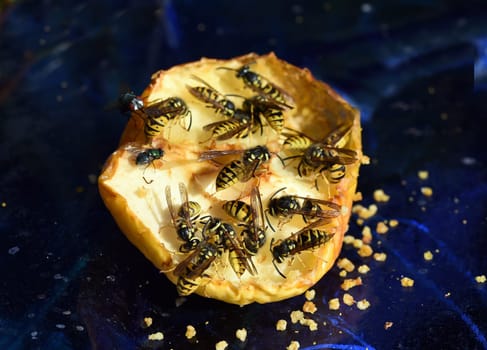 Wasp, Vespula germanica, is a useful and protected insect.