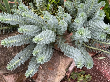 Roller spurge is a beautiful plant with green flowers.