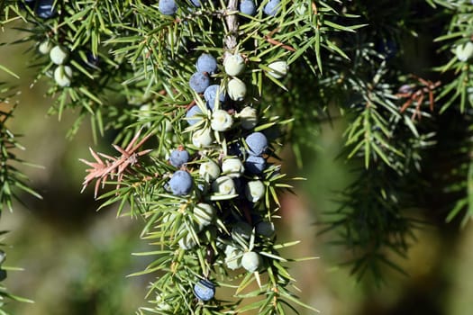 Juniper, Juniperis communis, is a shrub with blue fruits that is used as a medicinal plant and as a spice