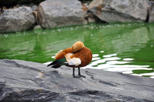 Ruddy Shelduck Tadorna (Tadorna ferruginea) preening on the edge of a pond at the zoo
