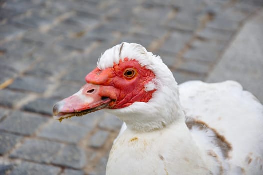 The musk gull has white plumage with a distinctive red fleshy growth around the eyes and beak. Close-up