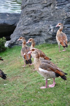 A flock of Egyptian Nile geese, Alopochen aegyptiaca, grazing on a green lawn in a riverside park