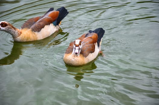 A pair of Egyptian Nile geese, Alopochen aegyptiaca, swim in a pond in the park