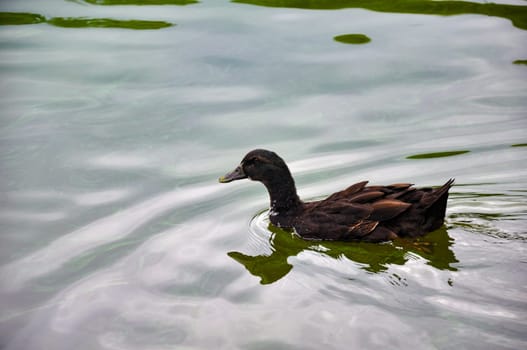 Cayuga svіvska bird swims in a pond
