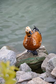 Ruddy Shelduck Tadorna (Tadorna ferruginea) on the bank of a pond in the park