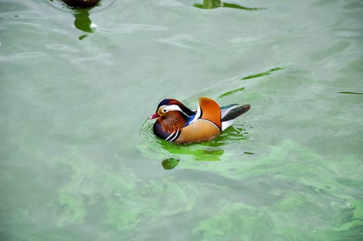 Bright Mandarin duck in the pond