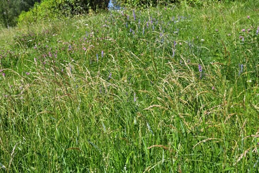 Fragment of wild meadow with herbs in summer in Russia