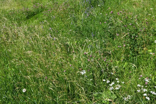 Fragment of wild meadow with herbs in summer in Russia