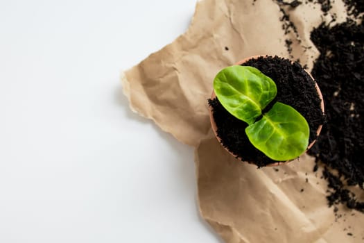 Fresh green seedling in pot on brown paper with soil displaying symbol of new growth.