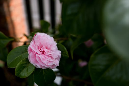 Pink camellia flower blooming among lush green leaves in garden.