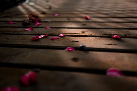 Scattered pink camellia petals on wooden planks in sunlight.