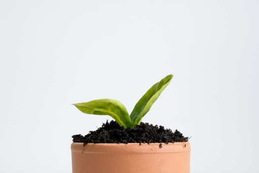 Young plant in terracotta pot on white background.