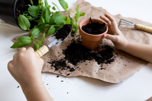 Child planting mint in pot. Hands on gardening activity with soil and tools.