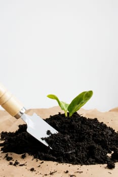 Gardening basics. Young plant seedling with trowel in rich soil.