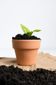 Bright green seedling in terracotta pot on brown paper background.