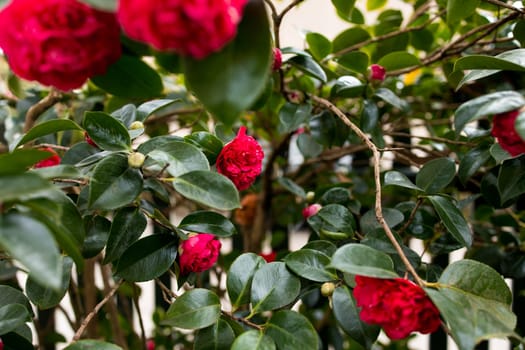 Vibrant red camellias Debbie blooming among lush green foliage in a garden setting.