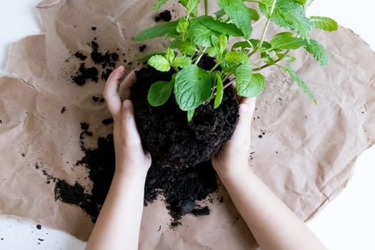 Childs hands planting green seedling in soil on brown paper background.