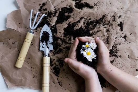 Childs hands planting daisies in soil with gardening tools on brown paper.