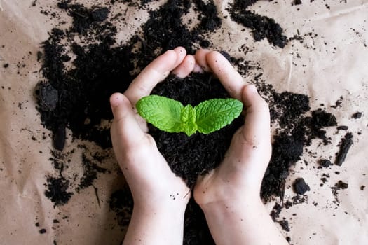 Young caucasian hands holding green plant growing in soil on brown background.
