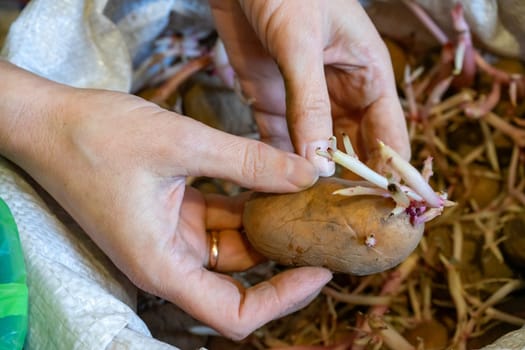 A person examines a sprouting potato, carefully holding it in both hands. The background is filled with more potatoes and roots, indicating storage for later use.