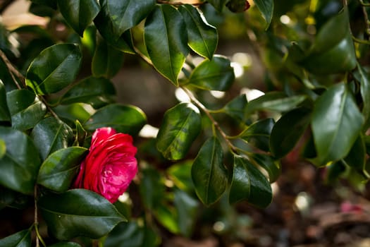 Vibrant pink camellia bloom hidden among glossy green leaves in sunlit garden.