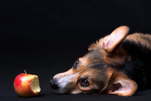 Red-white with black Welsh Corgi Pembroke dog lying next to an apple on a black background