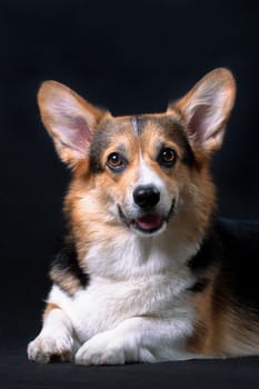 Red and white with black Welsh Corgi Pembroke dog lying on a black background and smiling