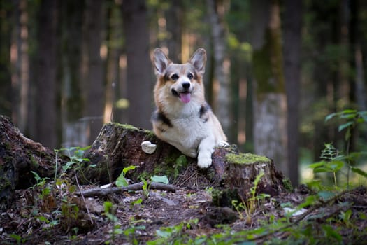 Welsh corgi pembroke red and black dog lying on a stump in the forest