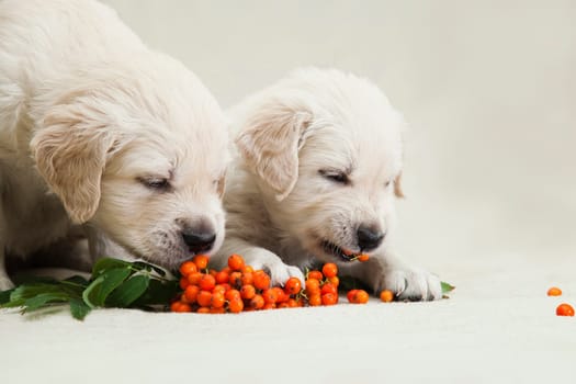 Two little golden retriever puppy studying the taste of orange rowan berries and playing