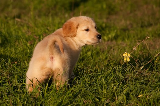 Golden retriever puppy walks on green grass next to a yellow flower