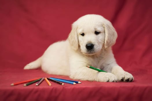 Golden retriever puppy and pencils of different colors on a red background