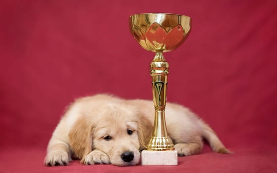 Golden retriever puppy tiredly lies next to the winner's golden goblet