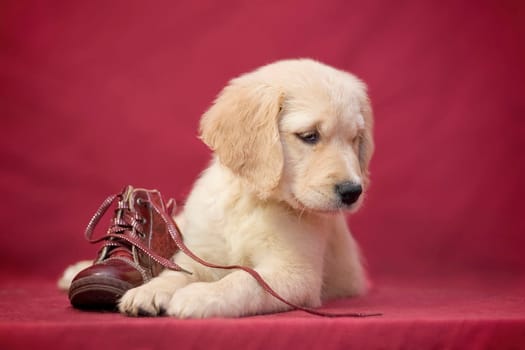 golden retriever breed near a small boot on a red background