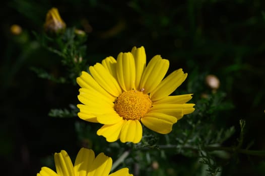 Bright yellow daisies stand tall, showcasing their beauty in a green meadow under warm spring sunlight.