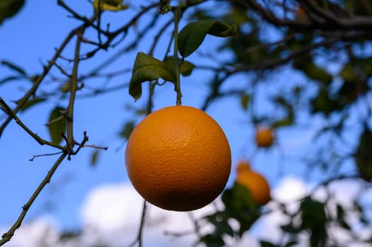 A vibrant orange fruit dangles from a leafy branch, embodying freshness against a backdrop of blue sky and clouds.
