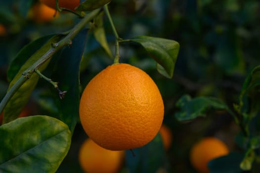 Ripe oranges dangle from lush green branches in a beautiful orchard basking in afternoon sunlight.