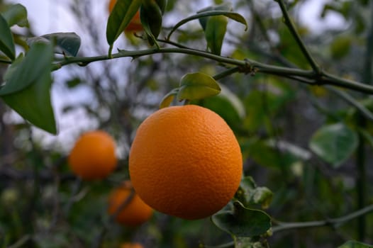 Juicy oranges dangle from lush green branches, basking in the soft glow of the fading afternoon light.
