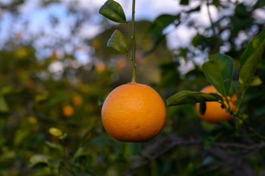 Juicy oranges dangle gracefully from vibrant leaves, catching sunlight and enhancing the orchard's serenity.