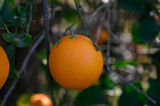 A ripe orange dangles from its branch, surrounded by lush leaves in a sunny orchard on a clear day.
