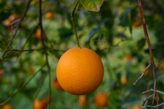 Bright oranges dangle from branches in an orchard, surrounded by lush greenery and warm sunlight illuminating the scene.