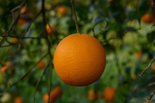 An orange dangles from a lush green branch, showing off its brilliant color amid the surrounding foliage.