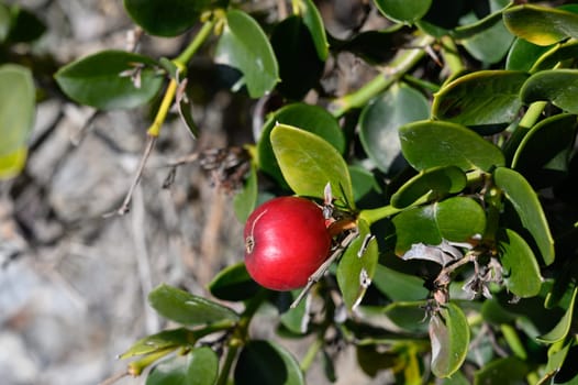 A vibrant red berry stands out against lush green foliage, illuminated by warm afternoon sunlight.
