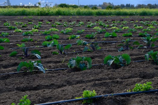 Rows of flourishing vegetables bask in the sunlight, showcasing agriculture's beauty in a rural landscape.