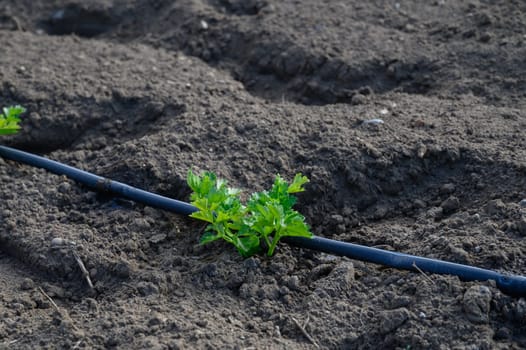 Small parsley plant emerges from fertile soil, nourished by an irrigation hose, while sunlight warms the earth.
