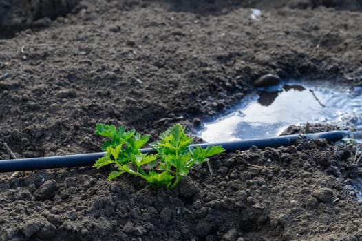 A fresh green sprout reaches for sunlight beside a puddle in warm soil, nourished by gentle irrigation.