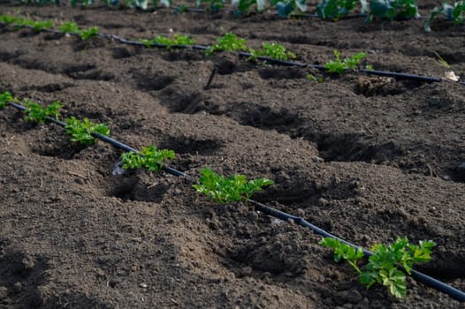 Delicate green seedlings emerge from rich, dark earth, thriving under the gentle warmth of the early spring day.