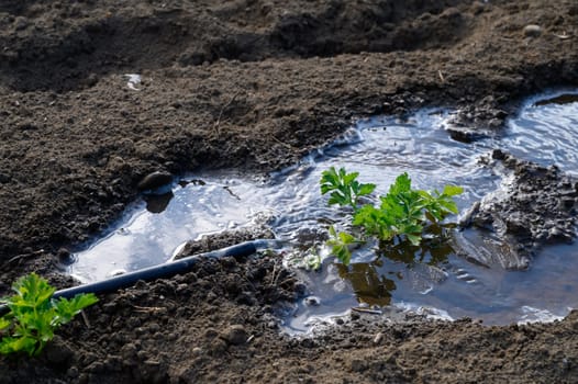 Hands work diligently to cultivate the young plant in a field filled with rainwater, showcasing nature's resilience.