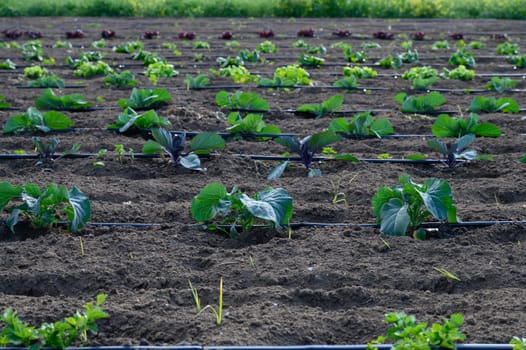 Rows of fresh vegetables thrive in fertile soil, illuminated by the sun on a warm afternoon in the countryside.